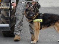Honden ingezet bij spoor tegen koperdieven