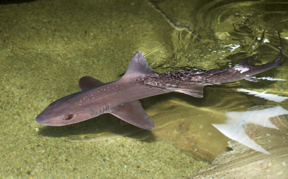 Dolfinarium met korting: nu €16,50 i.p.v. € 28,50. Geldig t/m 29 oktober