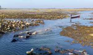 buffels-zwemmen-Sakhon-Nakhon_IMG_1948-1-1-2