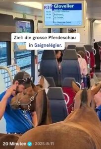 paard-in-trein